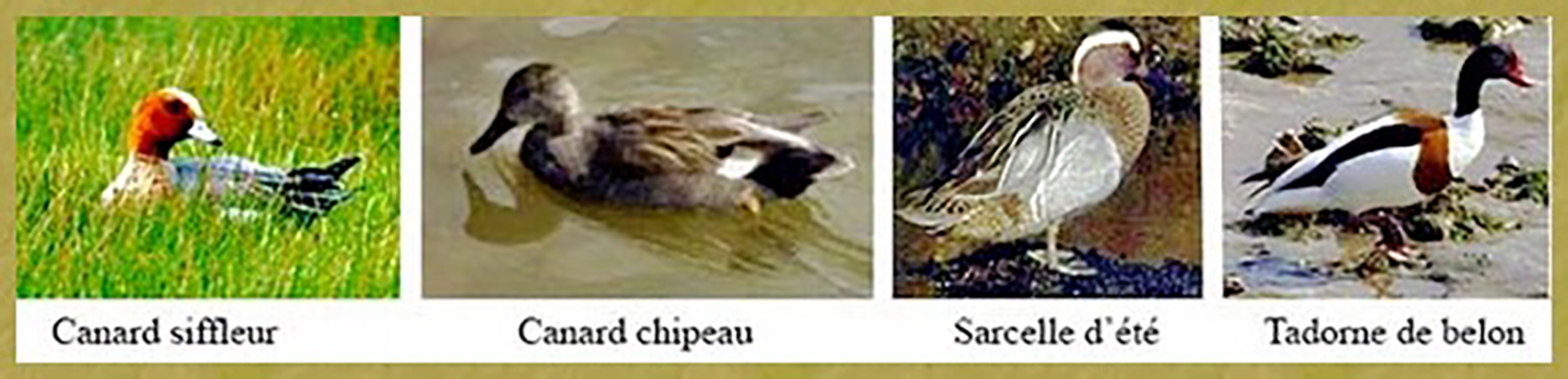 Oiseaux Migrateurs